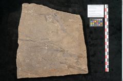 Foto (Objekt + Etikett) von Walchia piniformis Sternbg. (NHMW-GEO-2024-0188-11124)